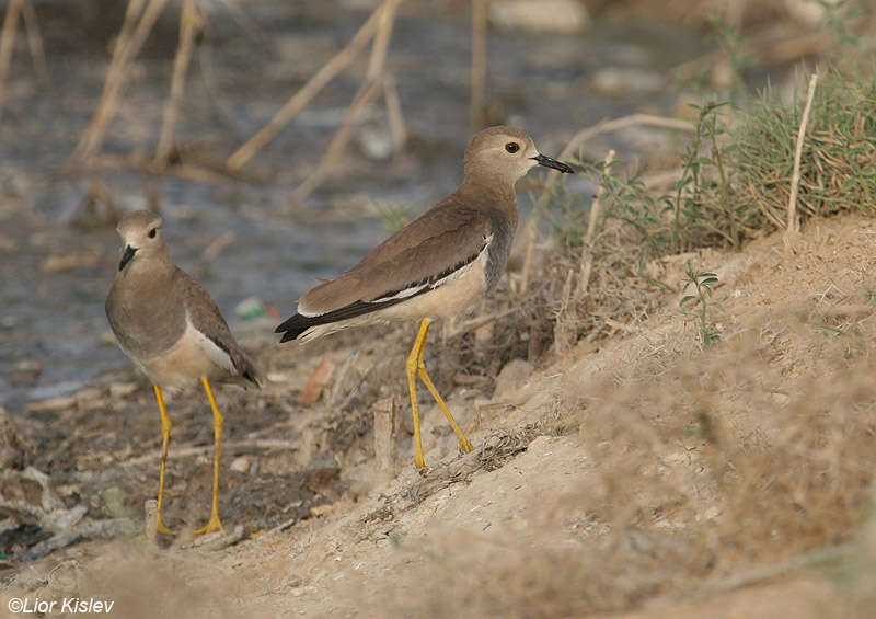 Image of White-tailed Lapwing