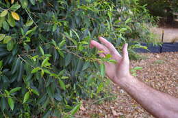 Ficus obliqua G. Forster的圖片