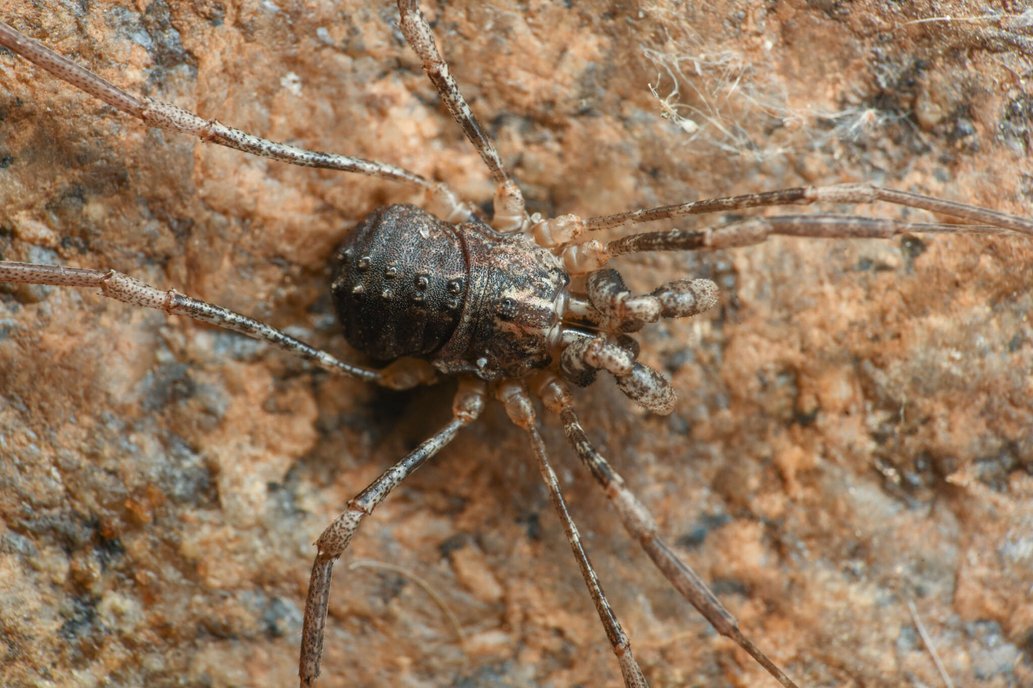 Image of Protolophus singularis Banks 1893