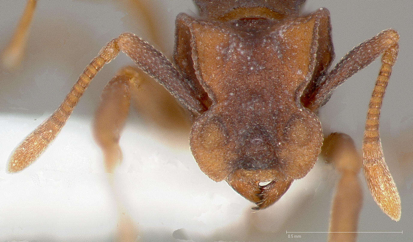 Image of Cyphomyrmex flavidus Pergande 1896