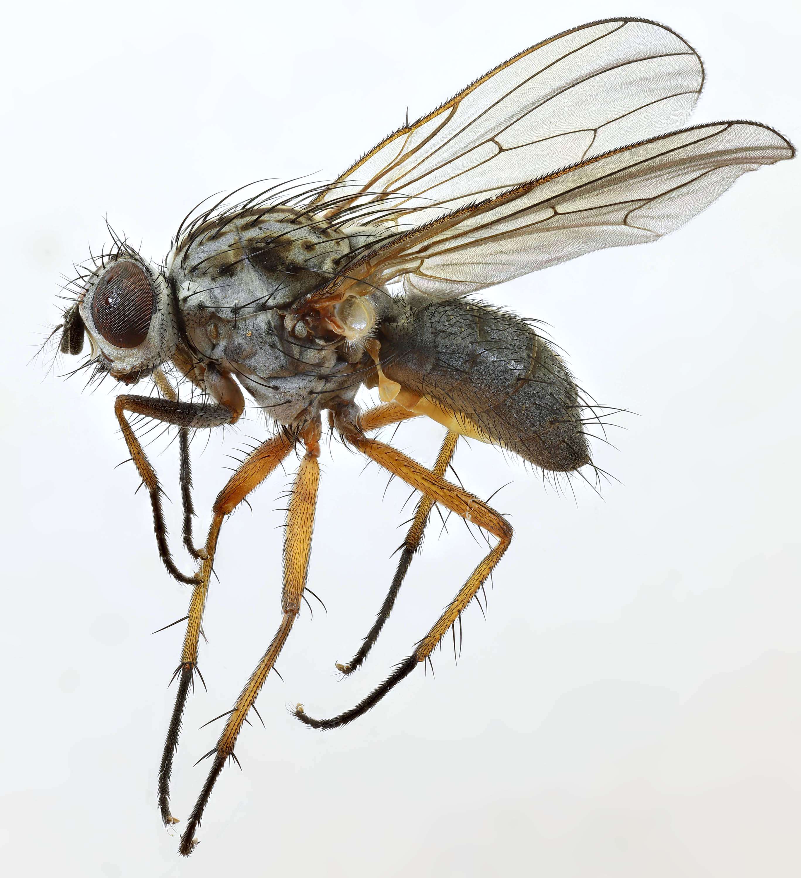 Image of root-maggot flies