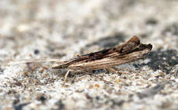 Image of Ypsolopha scabrella