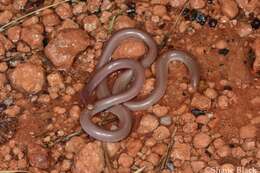 Image of Interior Blind Snake