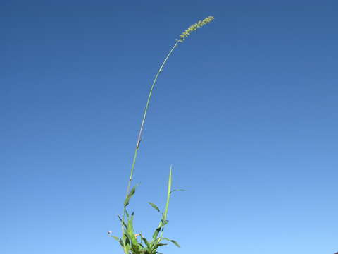 Image of Australian bur grass