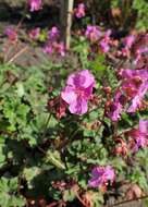 Image of Geranium albanum M. Bieb.