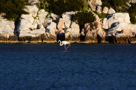 Imagem de Phoenicopterus roseus Pallas 1811