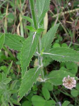 Image of Brazilian Vervain