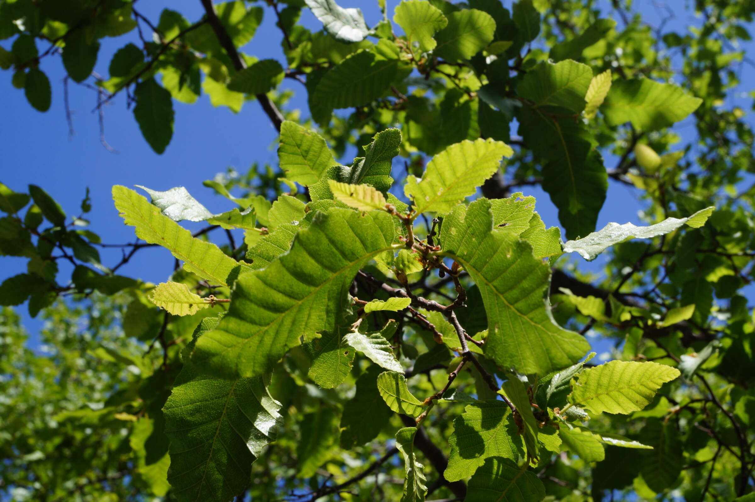 Imagem de Nothofagus macrocarpa (A. DC.) F. M. Vázquez & R. A. Rodr.