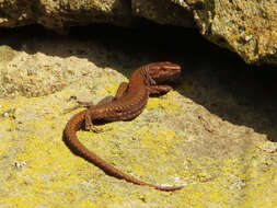 Image of Derjugin's lizard