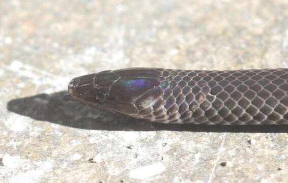 Image of Cantor's Dwarf Reed Snake