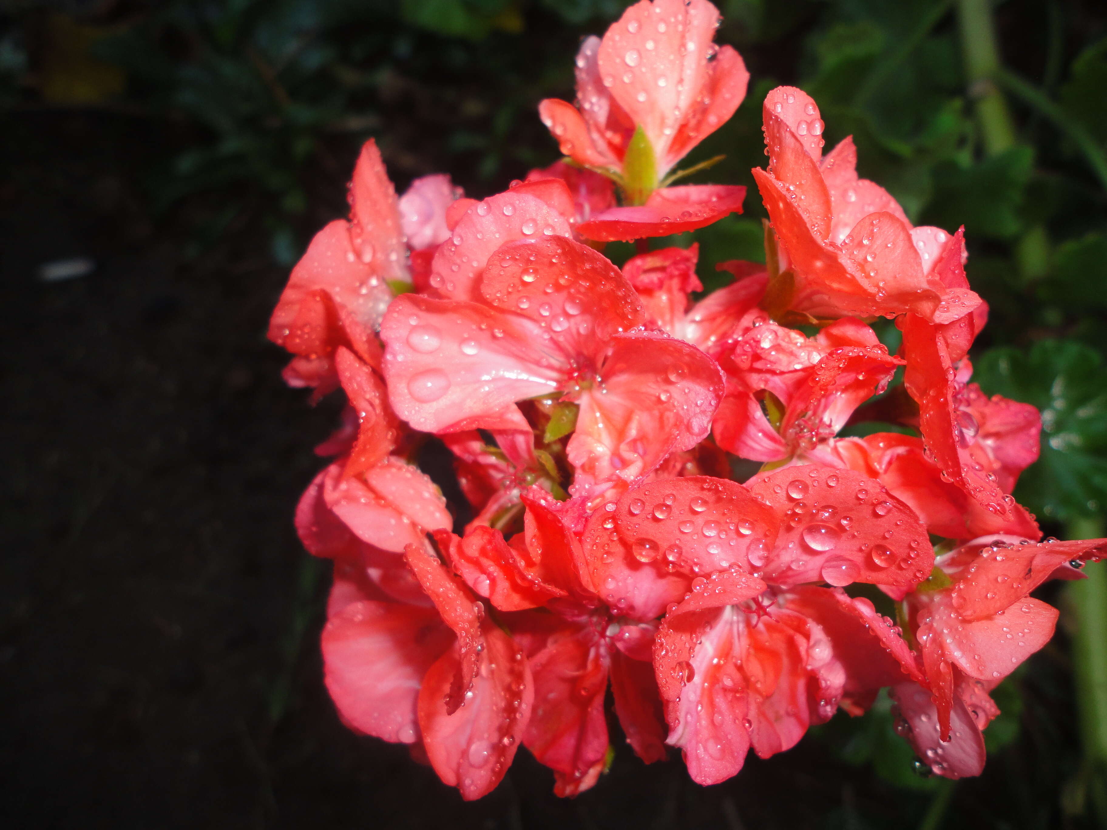 Image of Geranium