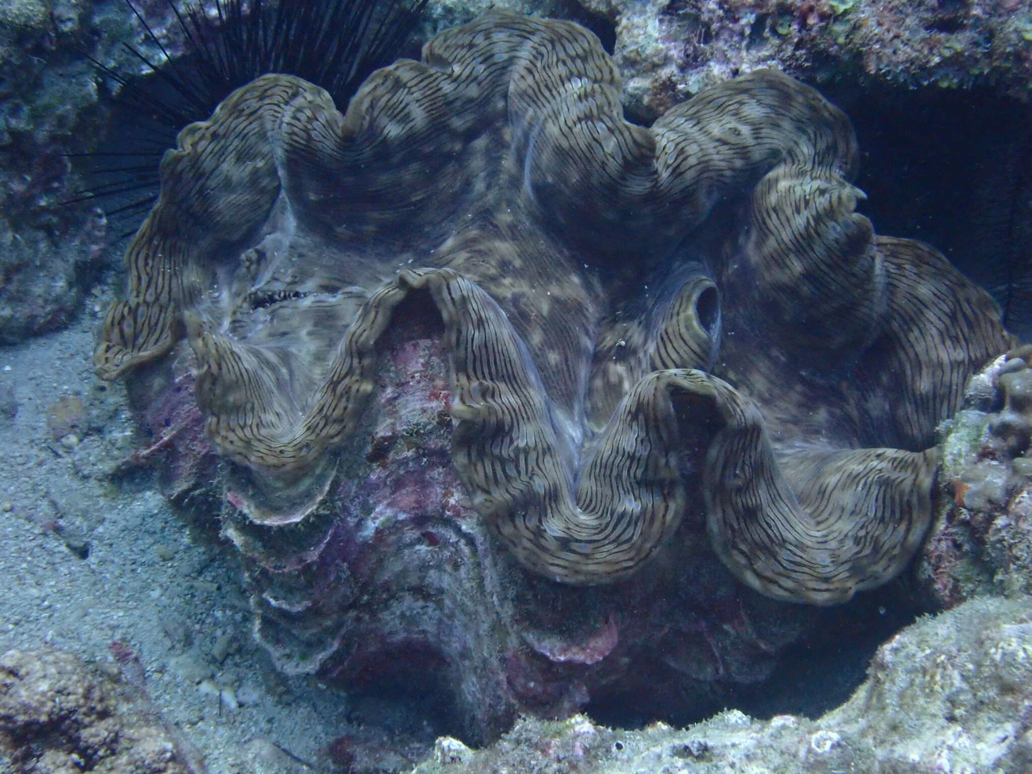 Image of Fluted Clam