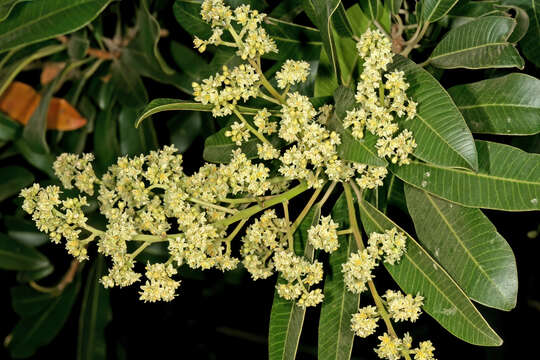 Image of Protorhus longifolia (Bernh.) Engl.