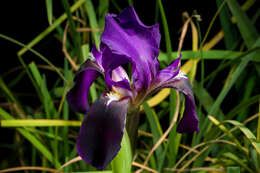 Imagem de Iris bicapitata Colas.