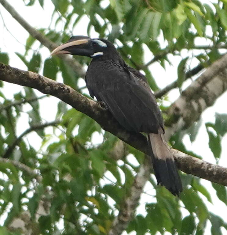 صورة Anorrhinus galeritus (Temminck 1831)