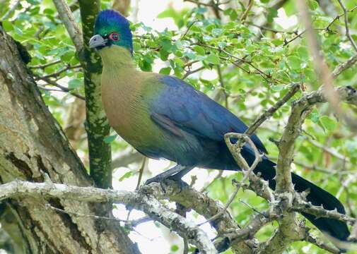 Image of Purple-crested Turaco