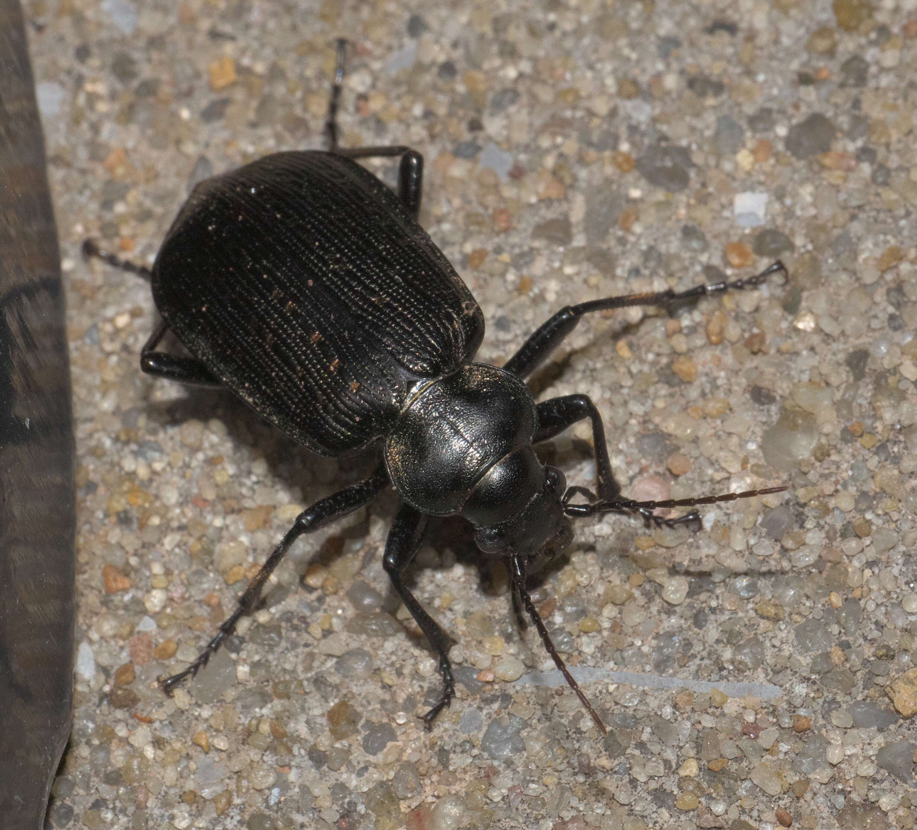 Image of Black Caterpillar Hunter