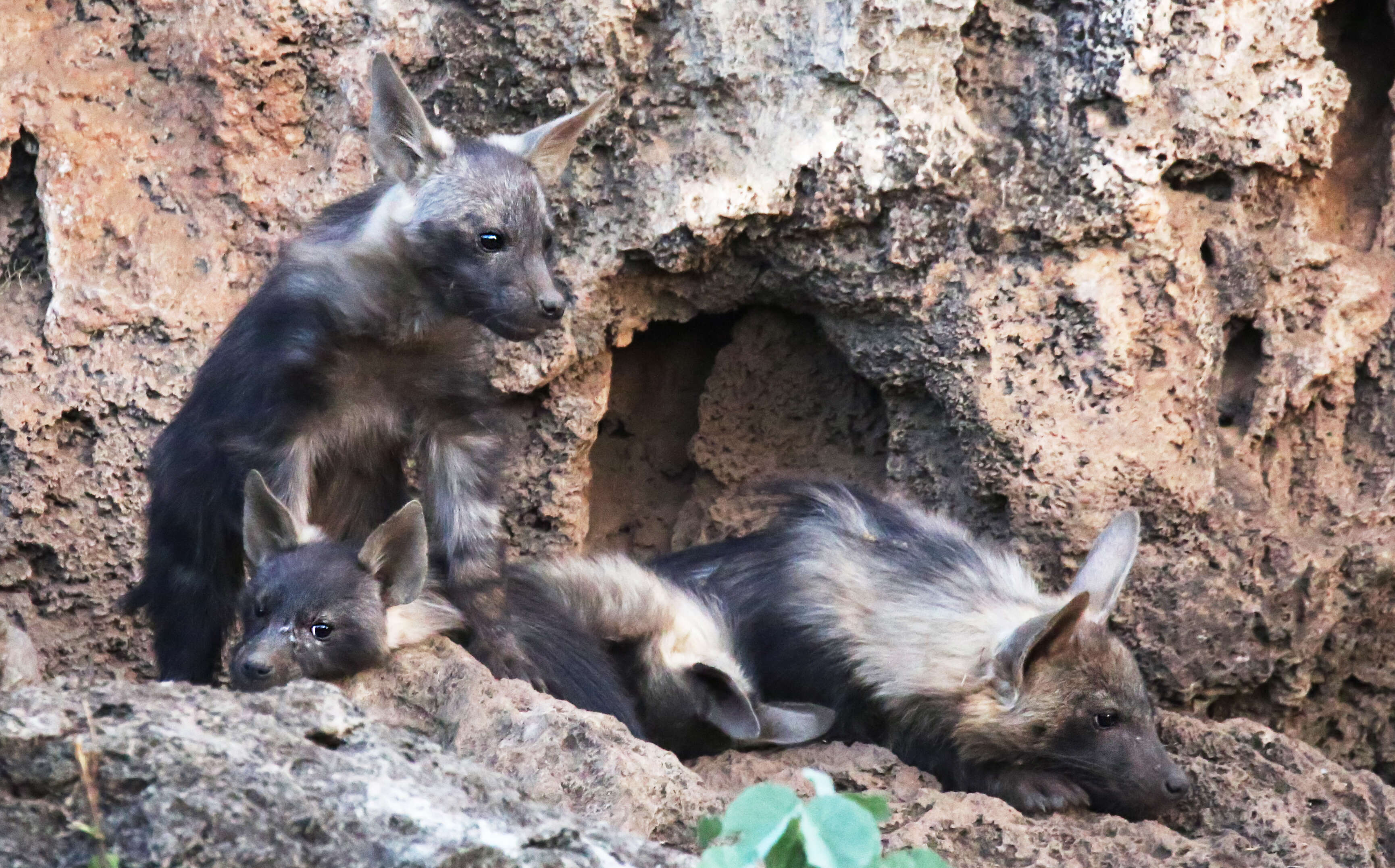 Image of Brown Hyena -- Brown Hyaena