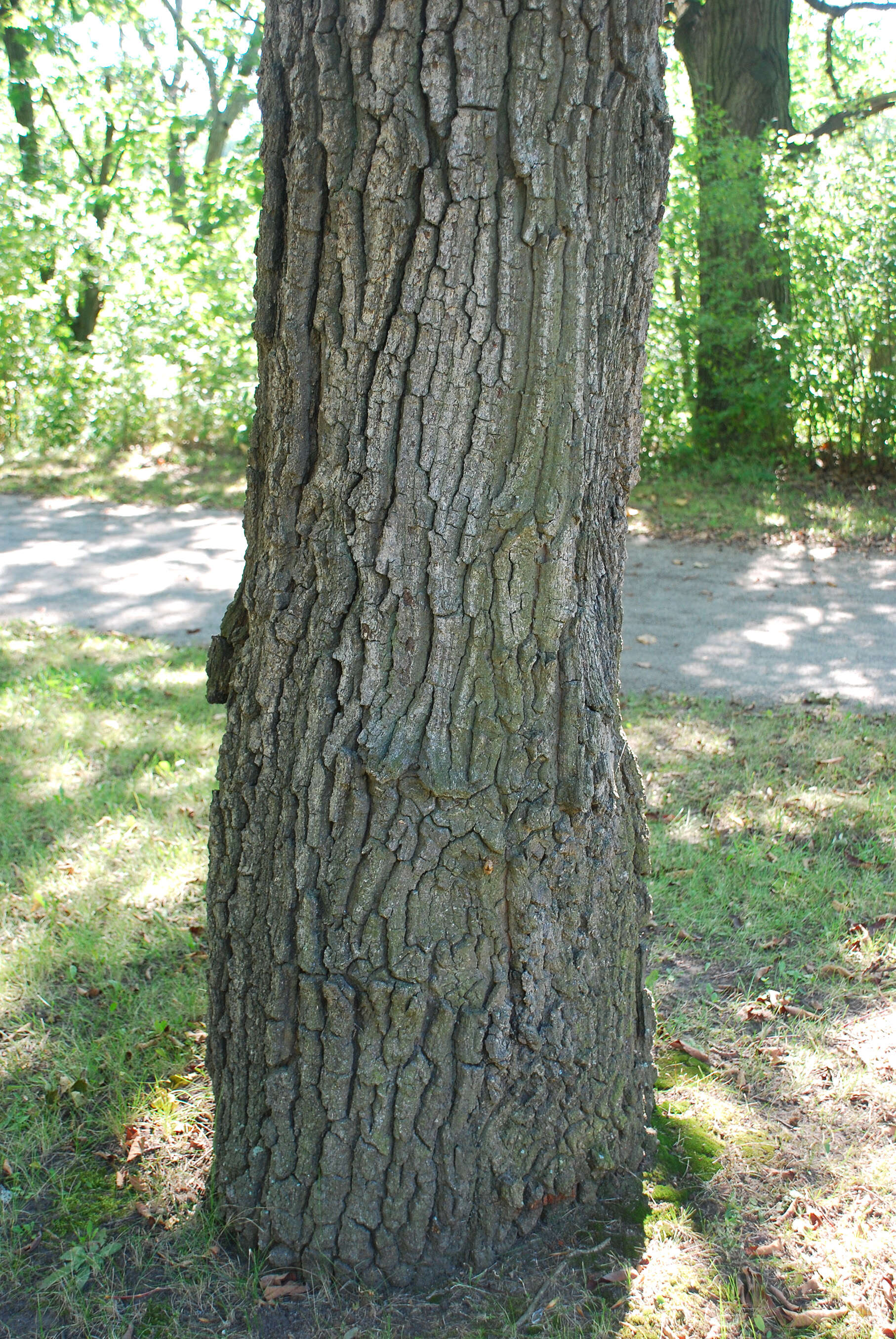 Image of European turkey oak