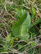 Image of adobe snakeroot