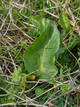 Image of adobe snakeroot