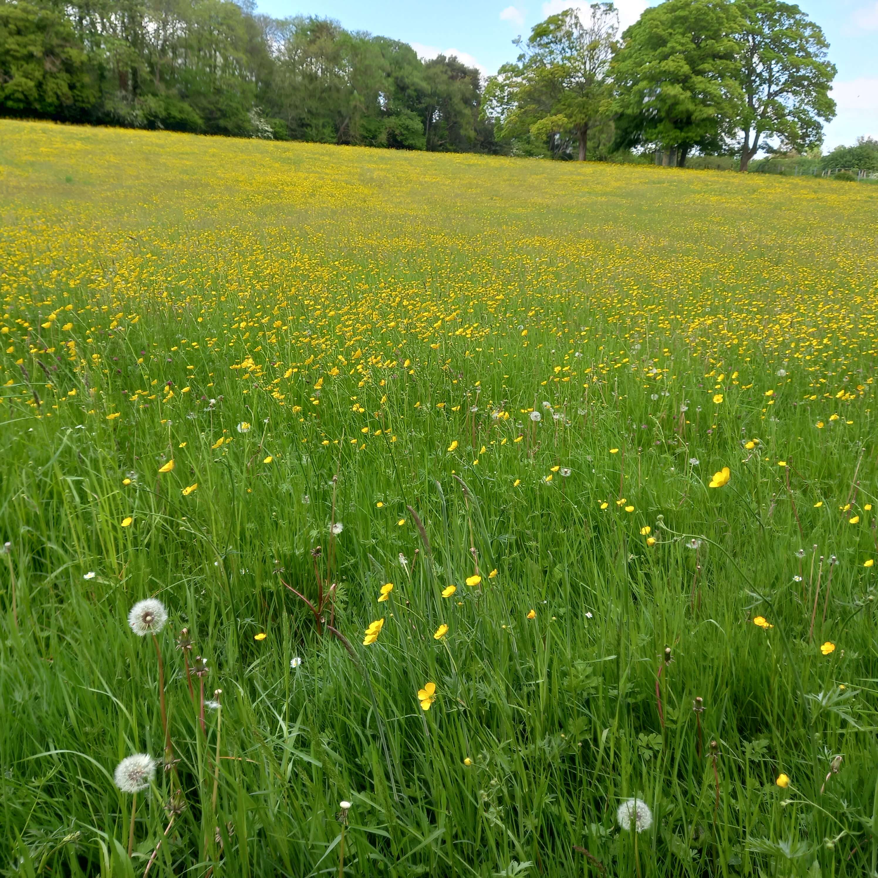 Image of Buttercup