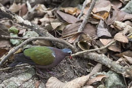 Image of Common Emerald Dove