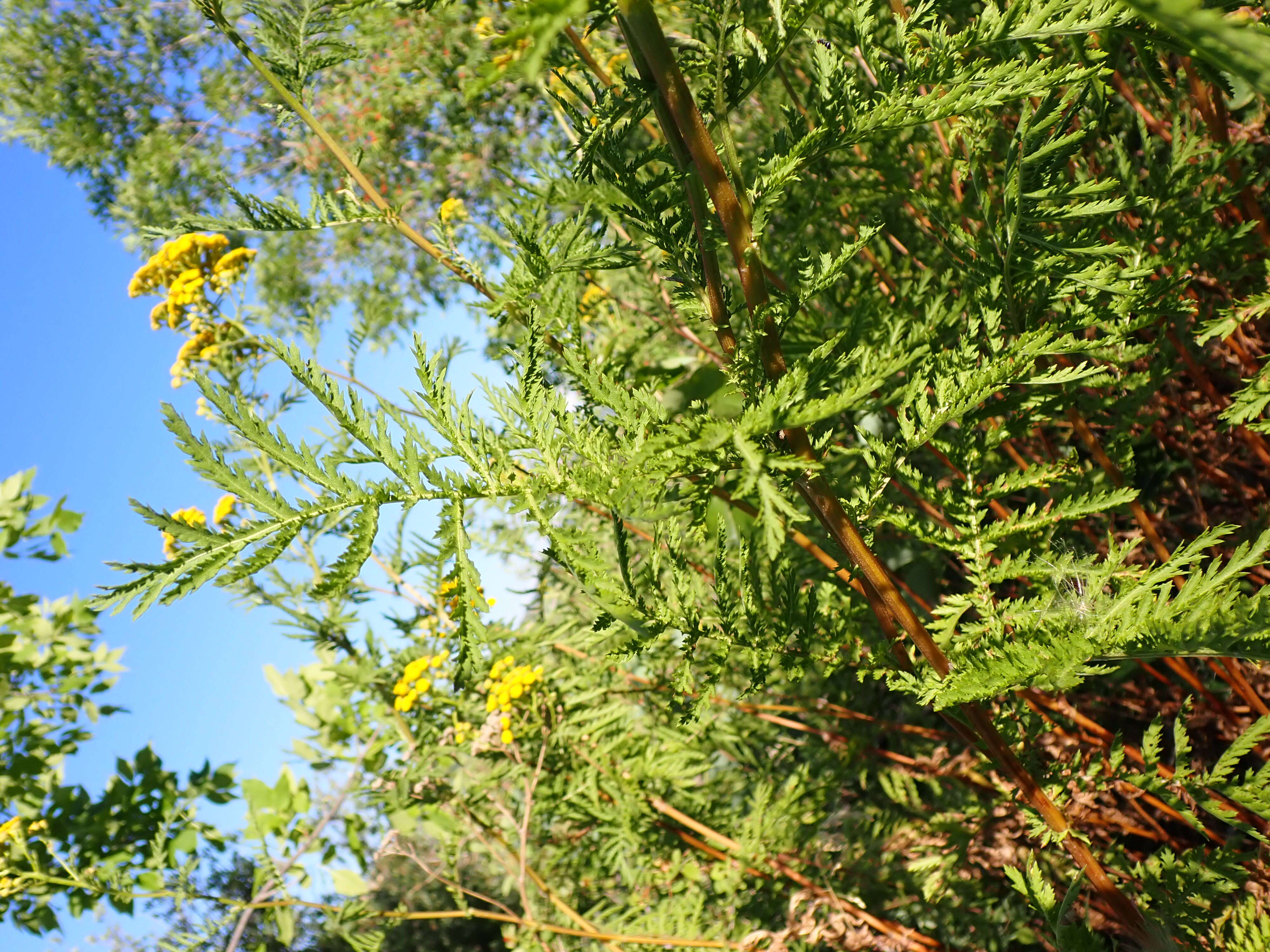 Image of common tansy