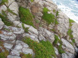 Image of common sowthistle