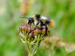 Imagem de Bombus mendax Gerstäcker 1869