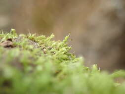 Image of aulacomnium moss