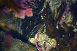 Image of Blue-eyed Triplefin