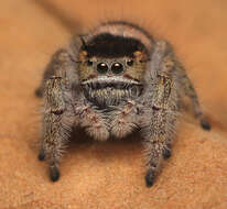 Image of Phidippus pacosauritus