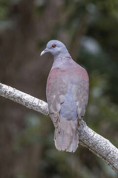 Image of Madagascar Turtle-Dove