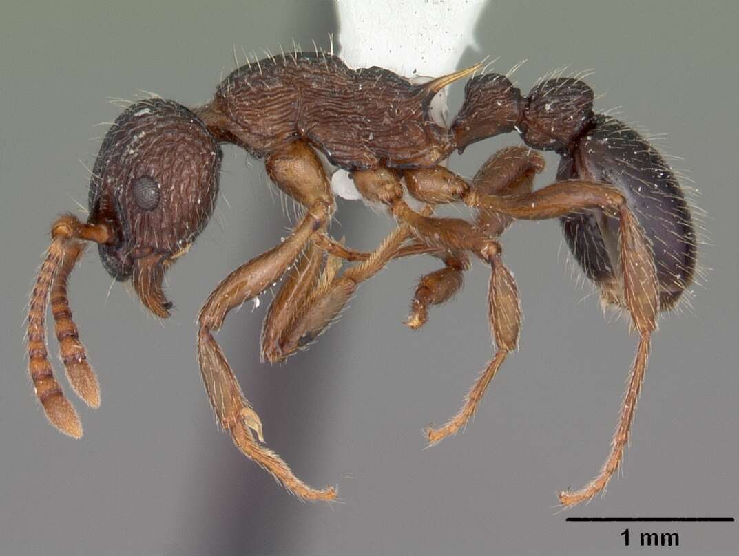 Image of Myrmica punctiventris Roger 1863
