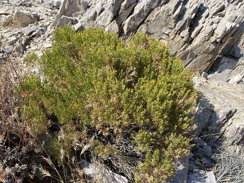 Image of green rabbitbrush