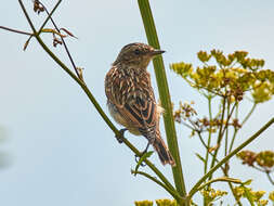 Image of Whinchat