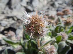 Image of silverleaf phacelia