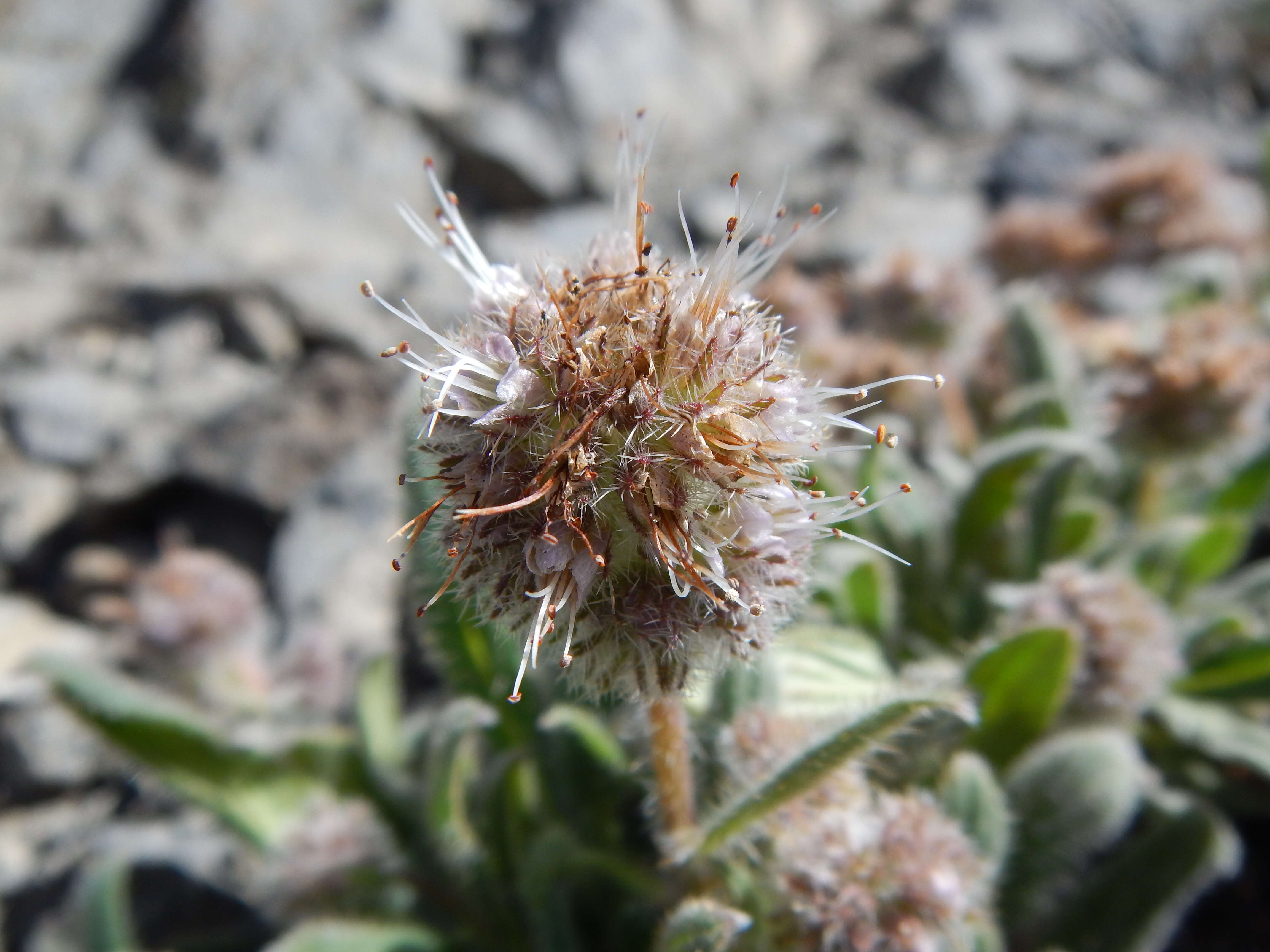 Image of silverleaf phacelia