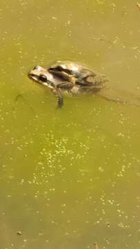 Image of Upland Chorus Frog