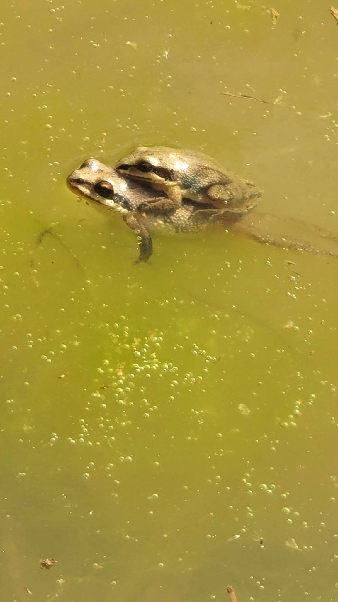 Image of Upland Chorus Frog