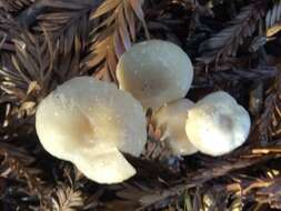 Image of Clitocybe fragrans (With.) P. Kumm. 1871