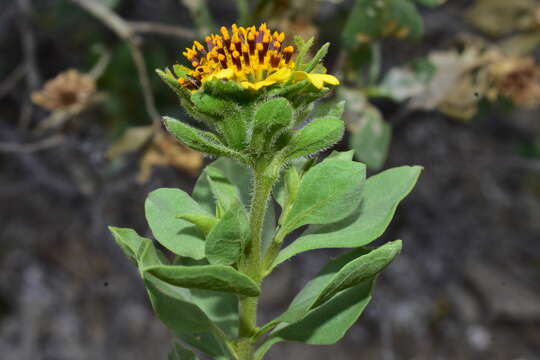 Sivun Encelia densifolia C. Clark & D. W. Kyhos kuva