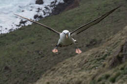 Image de Albatros de Carter