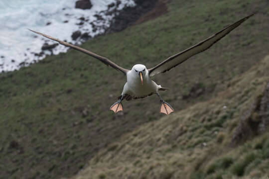 Image of Indian Yellow-nosed Albatross