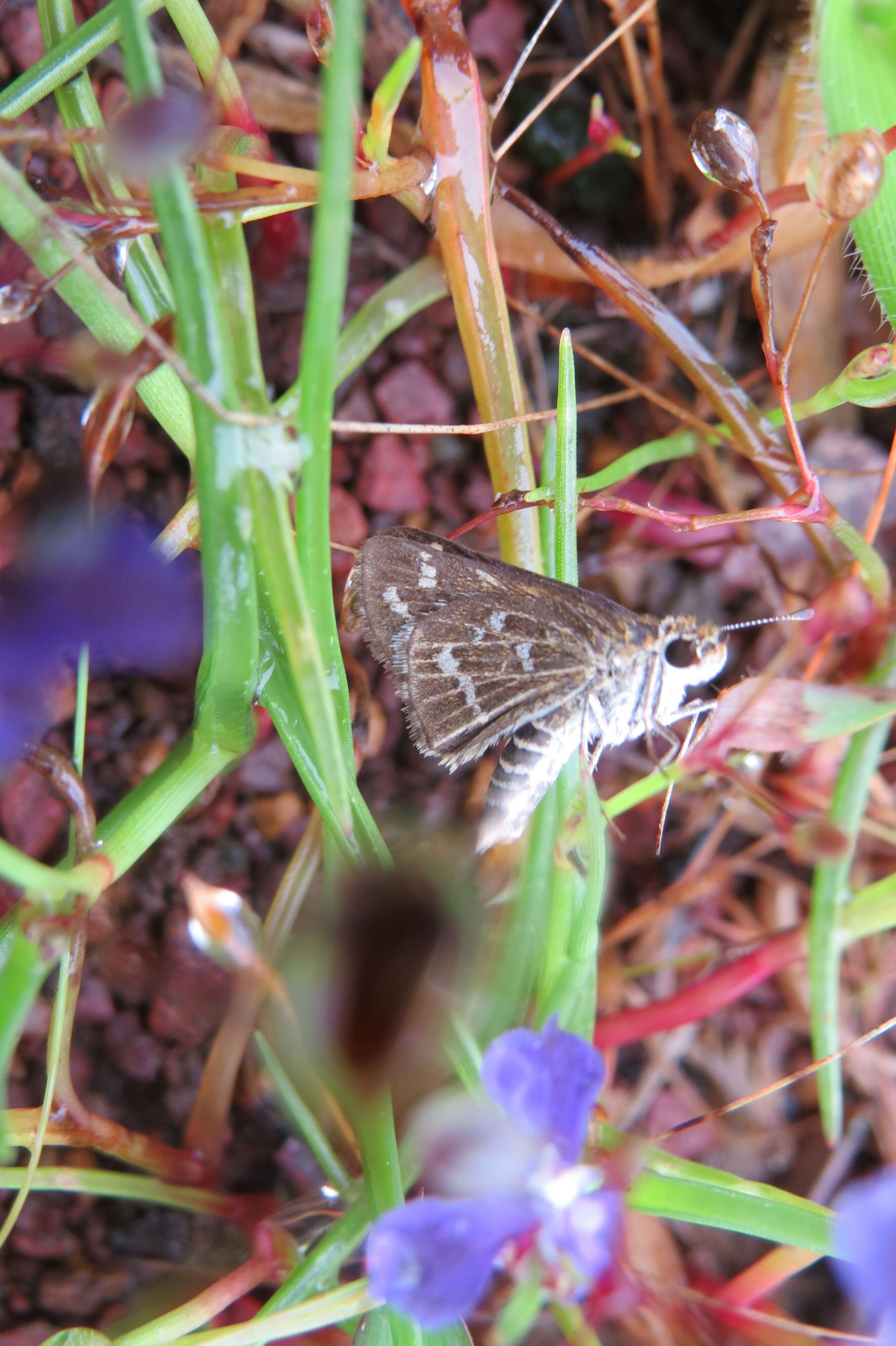 Image of Grey-veined Grass Dart