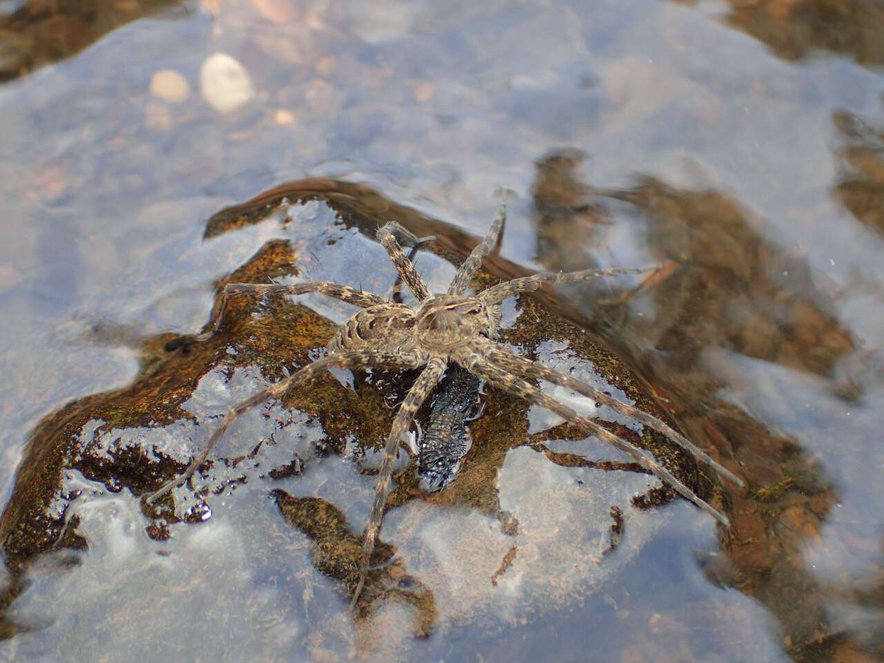 Plancia ëd Dolomedes scriptus Hentz 1845