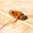 Image of Poison dart frog
