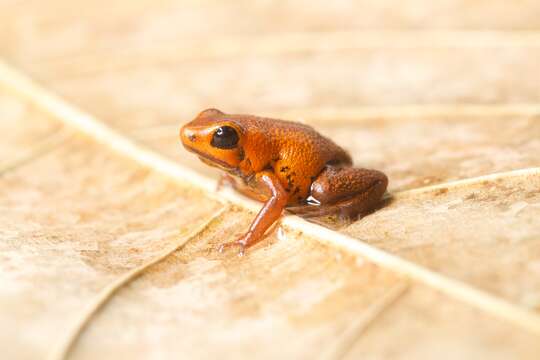 Image of Poison dart frog