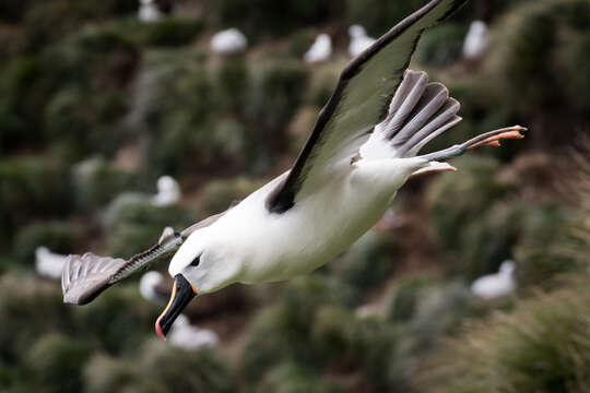 Image of Indian Yellow-nosed Albatross